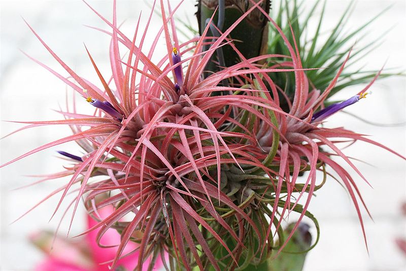 plantas de aire1