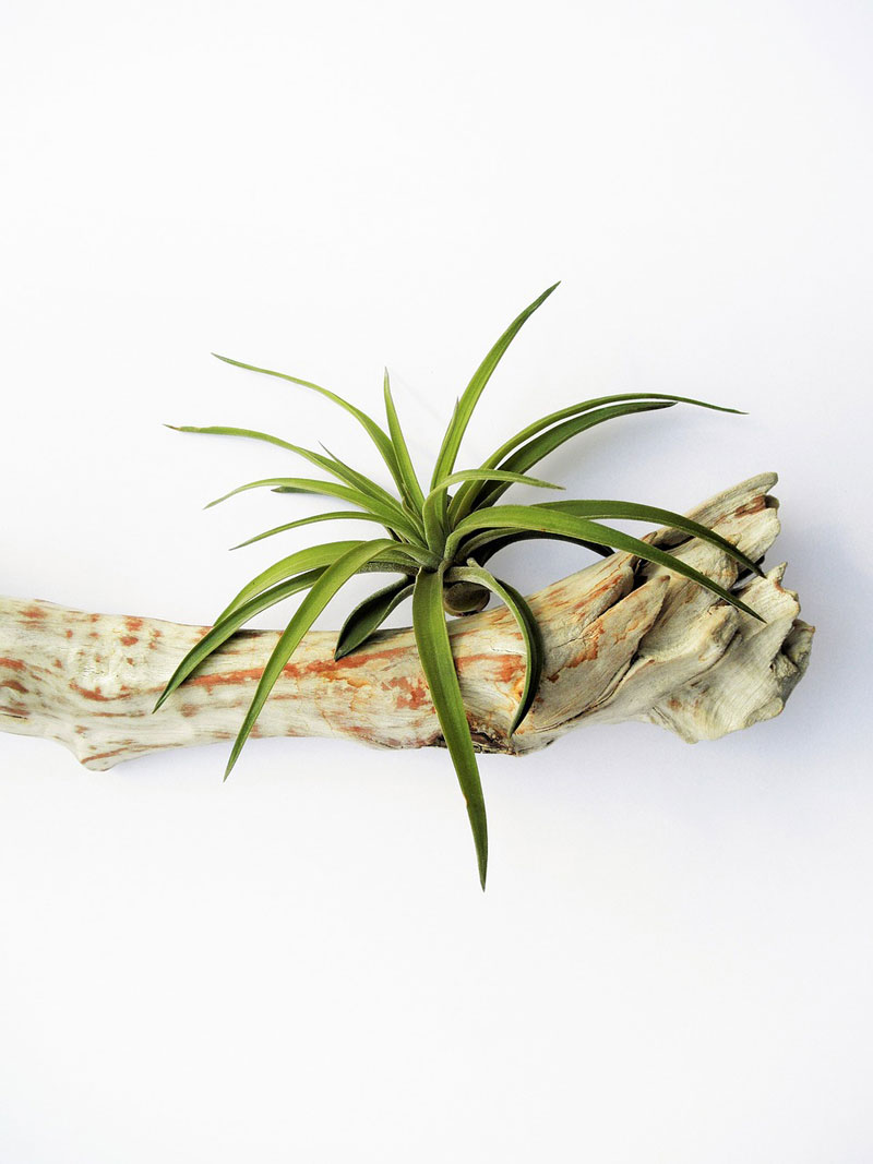 plantas-de-aire2