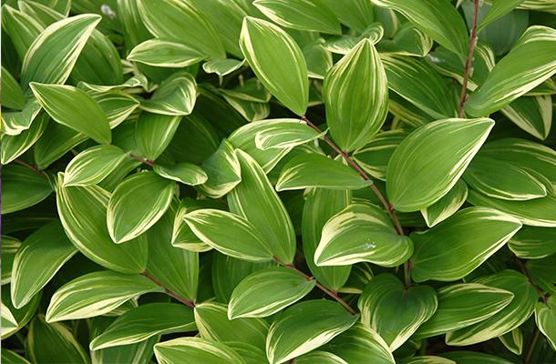 Consejos para limpiar las hojas de nuestras plantas