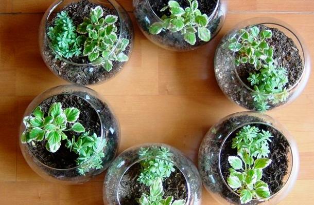 Cómo diseñar un terrario para el interior del hogar