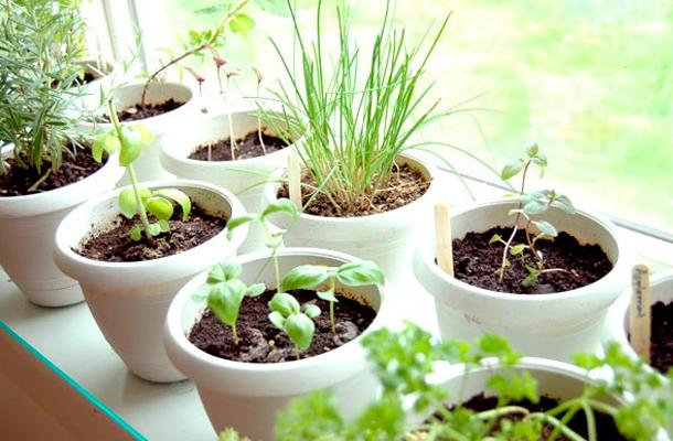 Ideas para jardines pequeños