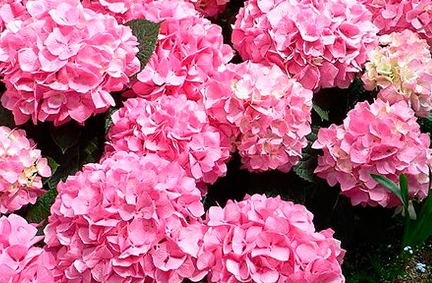 Hortensia o Hydrangea: cultivo y cuidado 