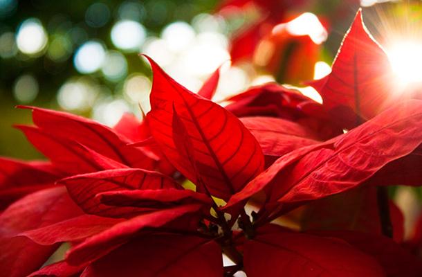 Poinsetias: cultivo y cuidado