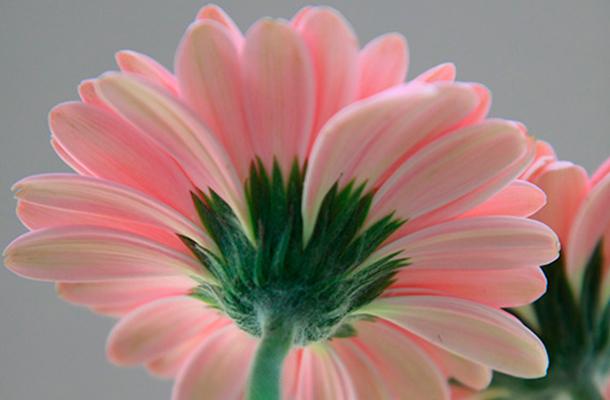 Gerbera: cultivo y cuidado