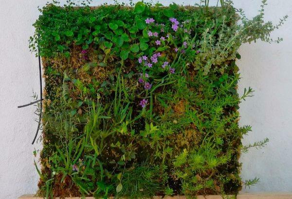 Jardines verticales, una opción verde para exteriores e interiores