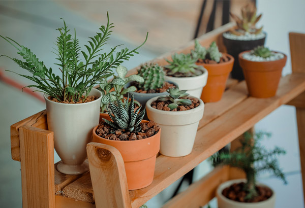 Consejos para llenar tu casa de plantas en macetas