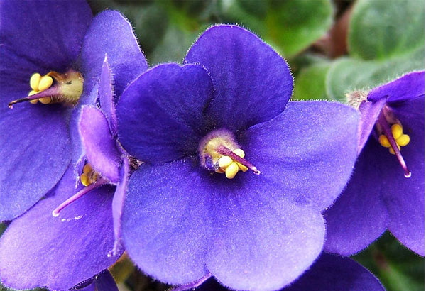 El violeta en tu jardín