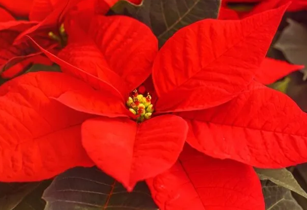 Cómo hacer que la flor de Pascua vuelva a florecer