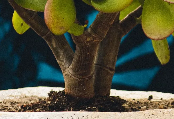 El árbol de jade la suculenta ideal para decorar tu casa este 2023