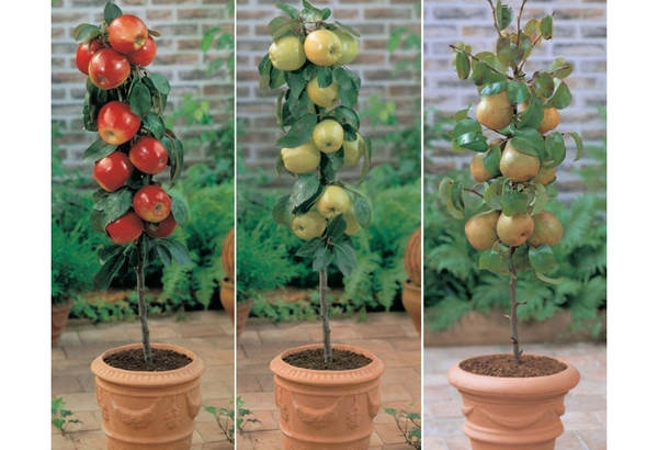 Como tener tu propio árbol frutal en espacios reducidos sin jardín