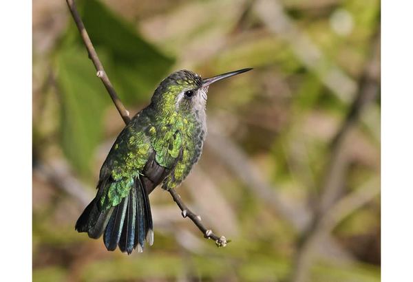 Convierte tu jardín en un paraíso para pájaros