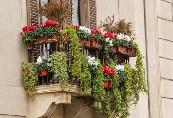 Cuatro plantas resistentes al frío para vestir tu balcón este invierno