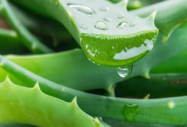 ¿Aloe o sábila? La riqueza de los nombres tradicionales de plantas