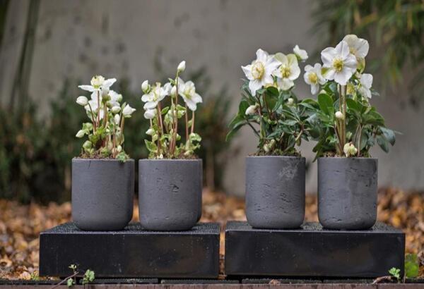 Cómo proteger tus plantas de la terraza durante una ola de calor