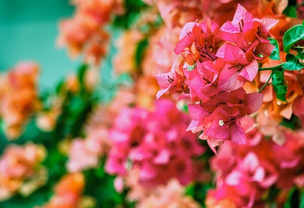Buganvilla, la planta trepadora de floración espectacular que resiste la sequía y dará color a tu terraza o jardín