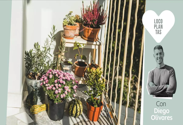 Plantas todoterreno que poner en tu balcón en tiempos de calor extremo (y cómo cuidarlas)