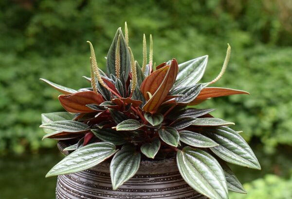 Plantas De Interior Que Requieren Poca Luz