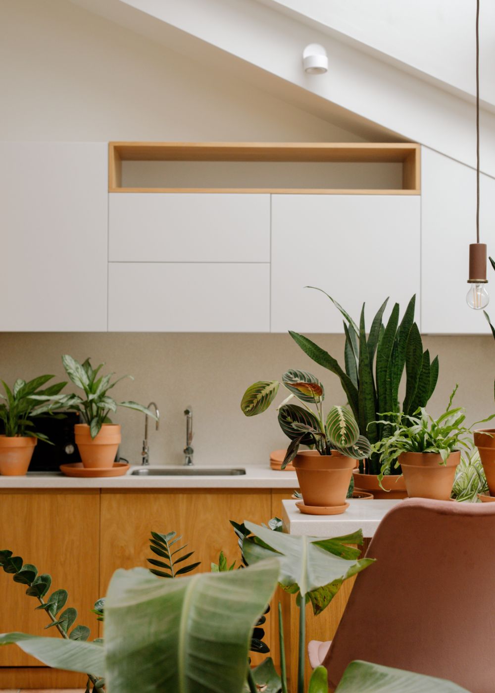 Como decorar una cocina con plantas2