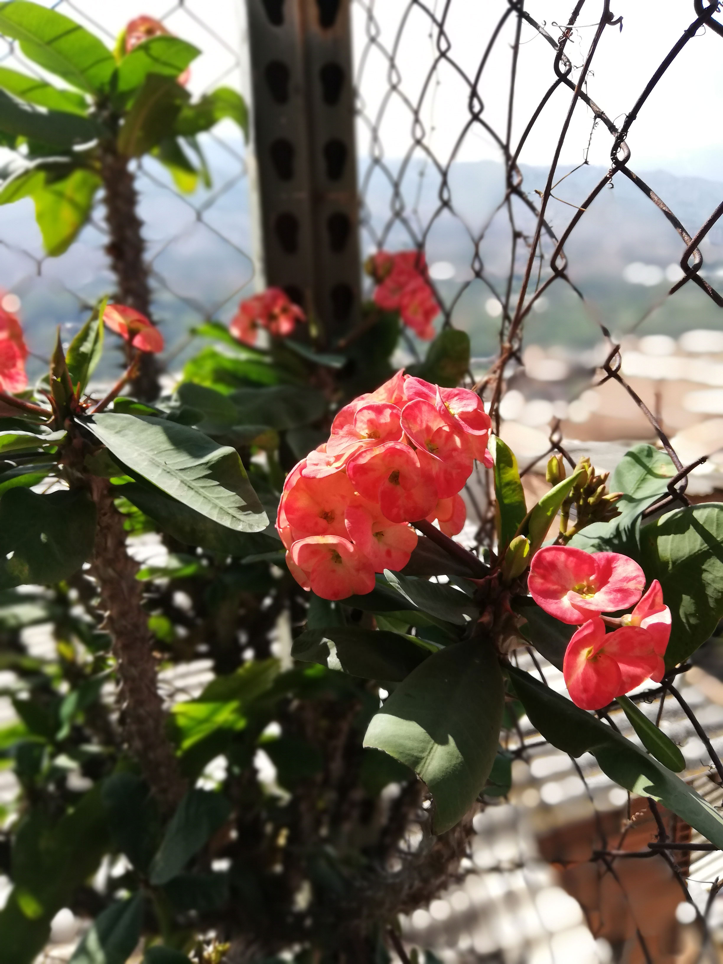 corona-de-cristo