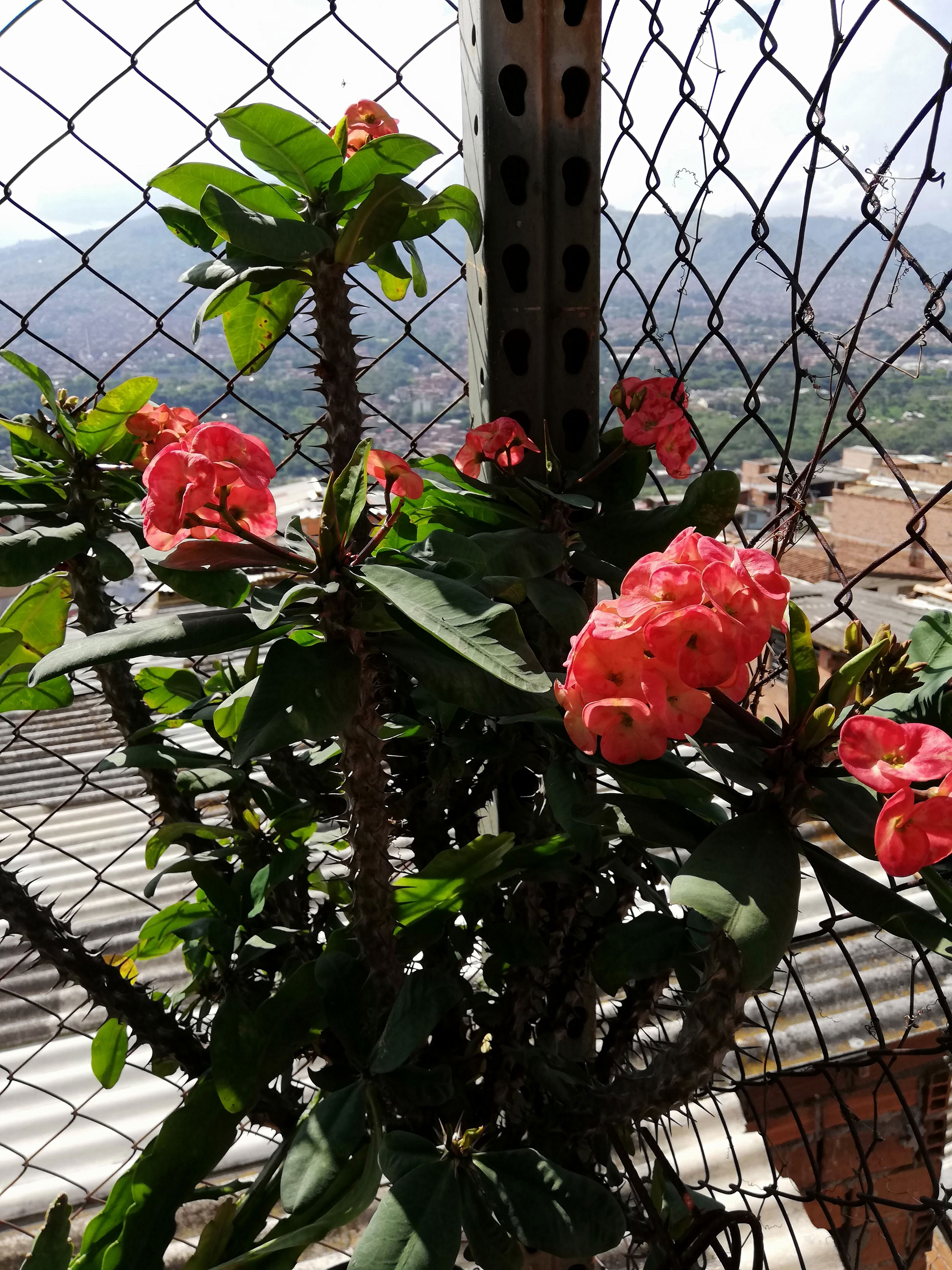 corona-de-cristo2